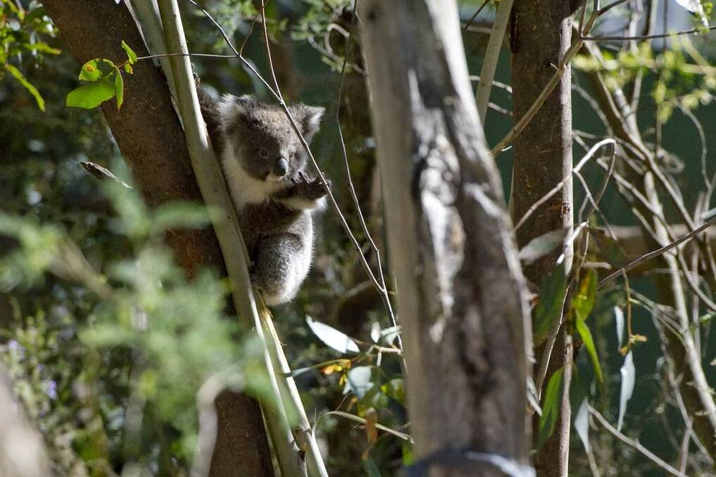 The NSW government wants to buy private land to reserve as national parks for koalas.  Photo: Jay Cronan