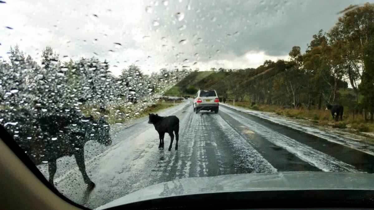 Dodging hail and cattle on the Snowy Mountains Highway near Cooma. Photo: Dave Moore