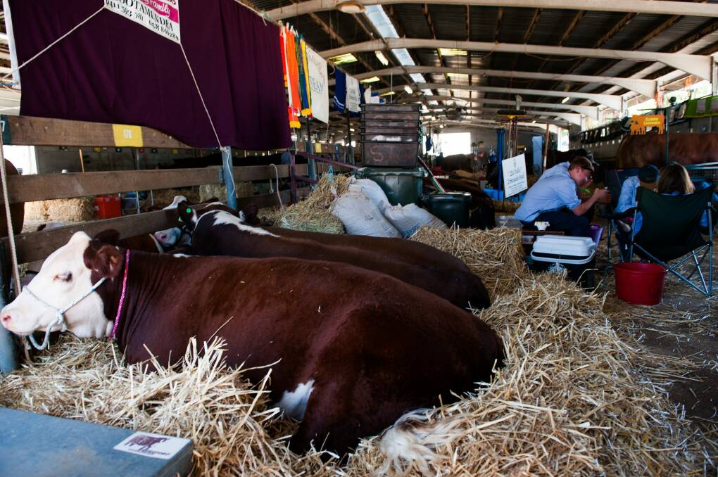 Students from St Gregory's College in Campbelltown escape the heat on Thursday with their cattle at the Royal Canberra Show.  Photo: Elesa Kurtz
