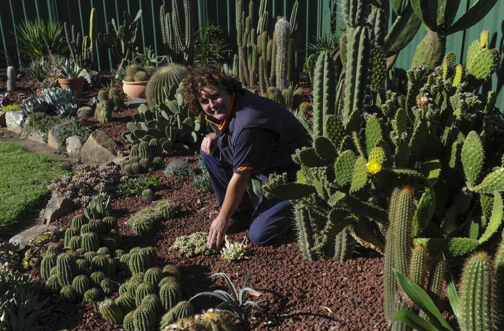Jackie Warburton in her cactus garden at her home in Oxley.  Photo: Graham Tidy