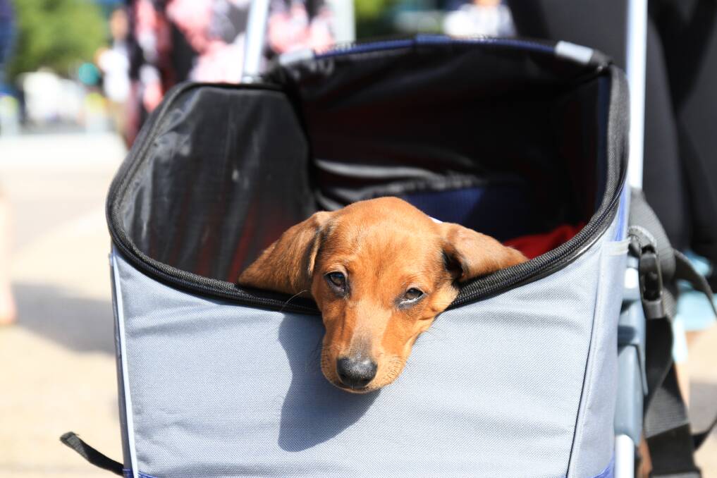 The RSPCA has backed calls to allow pets on public transport in Brisbane. Photo: Fairfax Media
