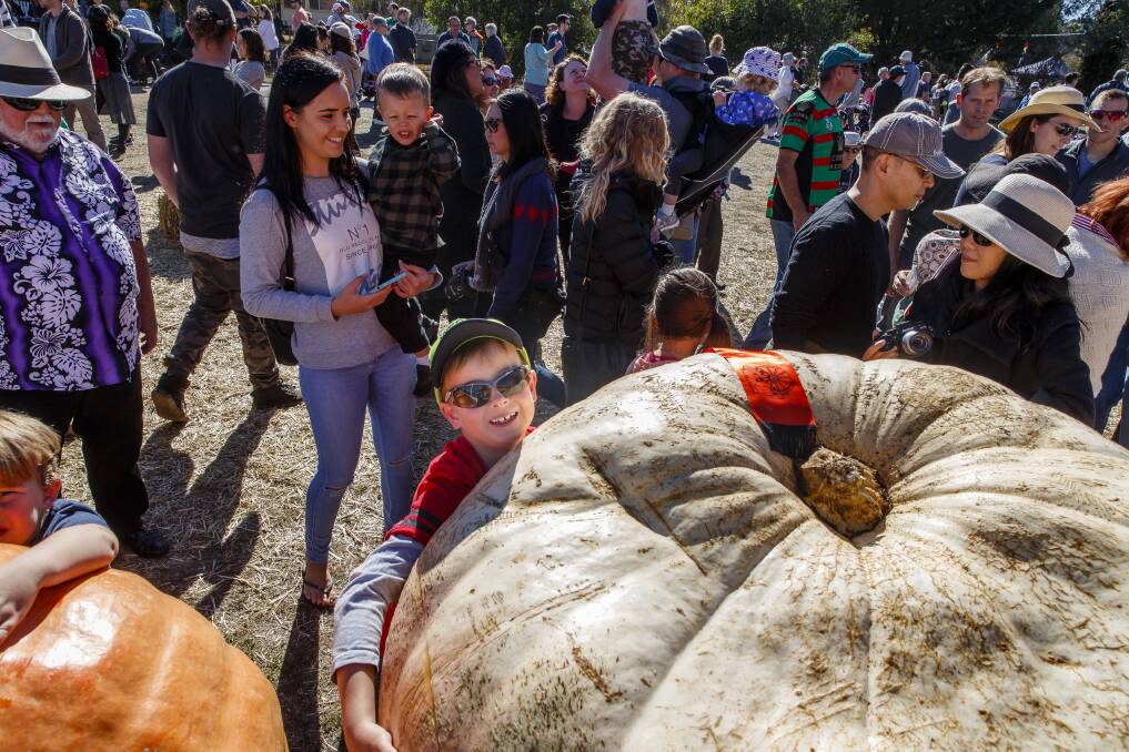 Levi Williams, 6, tries to get his arms around the heaviest pumpkin at the Collector Village Pumpkin Festival, a 271kg whopper grown by Michael Kiernan. Photo: Sitthixay Ditthavong