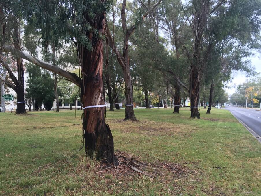 CanTheTram protesters put white ribbon around Northbourne Avenue trees slated to be remove to make way for light rail. Photo: Tom McIllroy