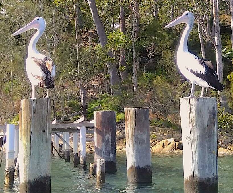 A pair of pelicans spotted at Batemans Bay. Photo: Phill Sledge