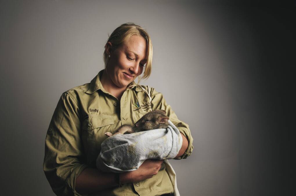 Nurturing: Emily Belton, from the Woodlands and Wetlands Trust with Berry the bettong.  Photo: Rohan Thomson