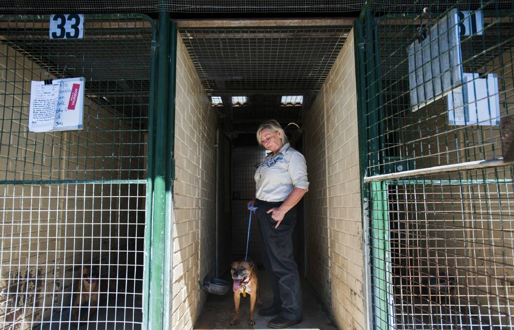 ACT Domestic Animal Service manager of ranger services Eva Cawthorne says a large number of pets  are impounded or surrendered over the festive season. Photo: Elesa Kurtz