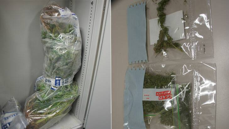 Photos of the cannabis allegedly seized from the Greenway property.