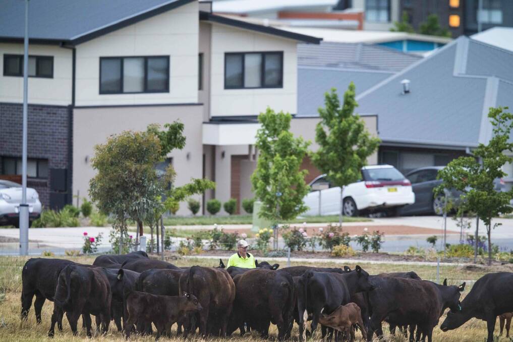 City farm: John Hudson, father of Wells Station owner Peter Hudson, feeds a mob of hungry Angus cows. The family run 30 beasts on the 37-hectare block that in the last 3 years has become completely encircled by the suburb of Harrison. Photo: Matt Bedford