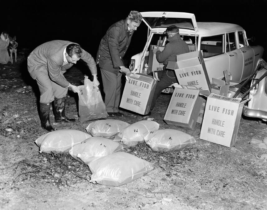 Preparing to restock Lake George with fish in 1959.  Photo: NATIONAL ARCHIVES OF AUSTRALIA