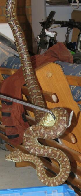 Close-up of python found seeking heat behind a fridge in a Queanbeyan garage.  Photo: Alex Borg