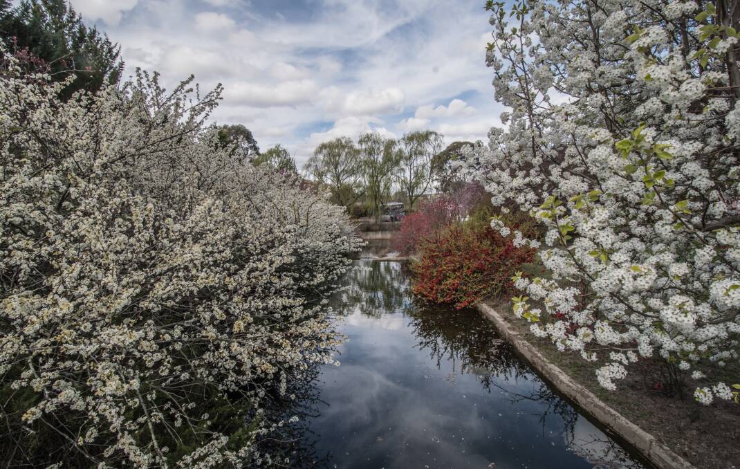 The blossoming trees at Tulip Top. Photo: Karleen Minney