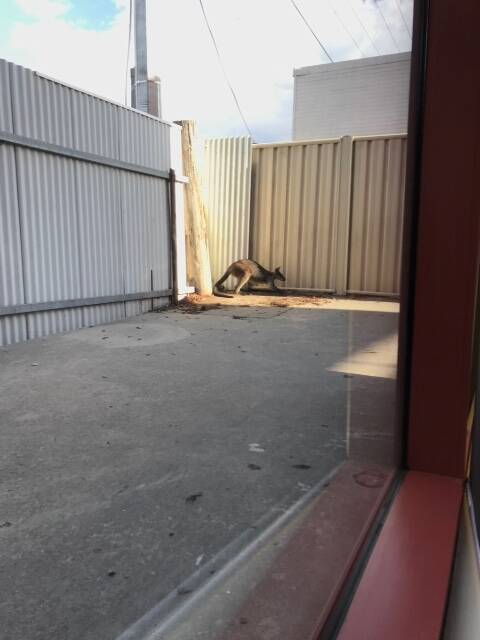 The swamp wallaby in the courtyard at Centrelink in Braddon. Photo: supplied