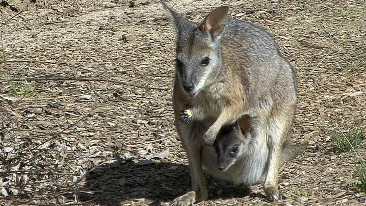 A brush-tailed rock wallaby with a joey in its pouch.