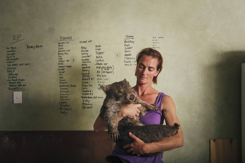 Owner of Sleepy Burrows Wombat Sanctuary Donna Stepan with a rescued wombat, Chance. 
 Photo: Rohan Thomson