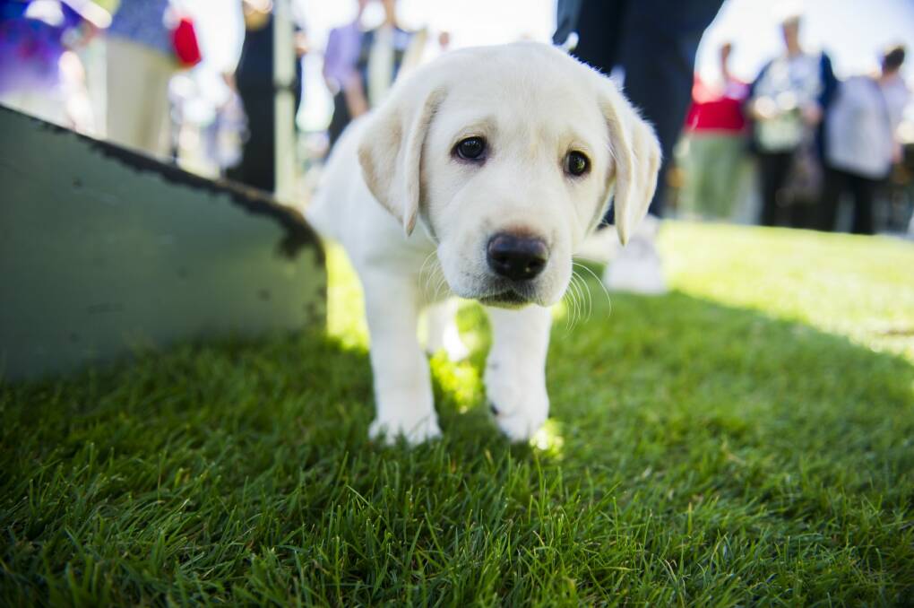 An eight-week old Labrador puppy, who is about to begin guide dog training.  Photo: Rohan Thomson