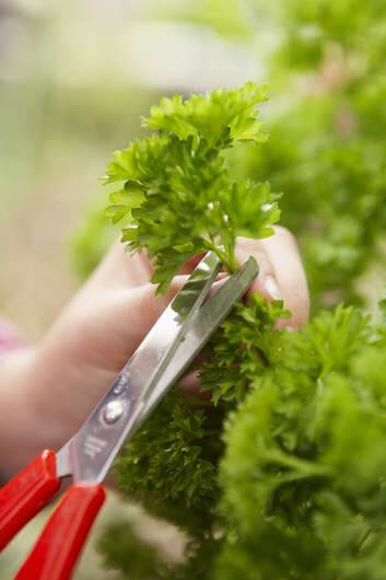 The parsley is protected from hungry wildlife. Photo: Supplied