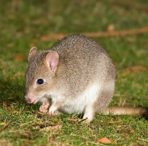 The eastern bettong. Photo: Karleen Minney 