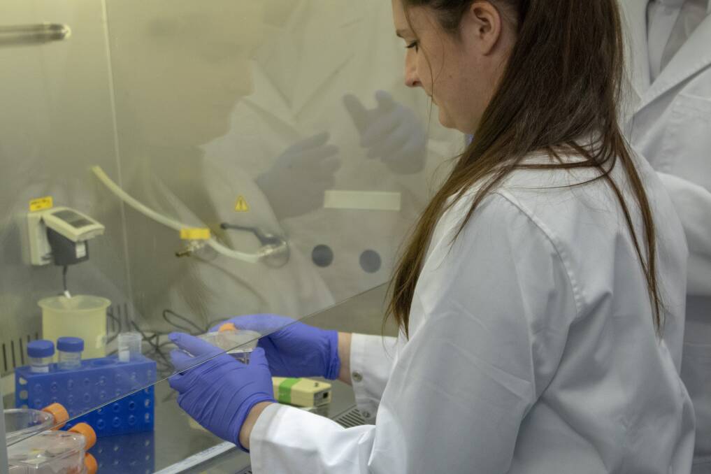 University of Canberra PhD student Julie Strand works in the laboratory. Photo: Supplied
