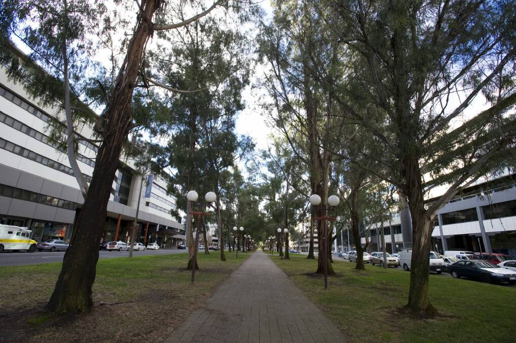 The trees on Northbourne Avenue are set to be cut down by 2017. Photo: Elesa Kurtz