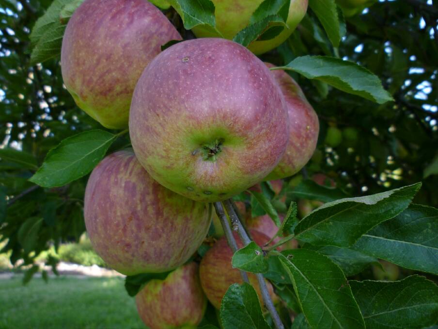 Cox's Orange Pippin apples at Bibbenluke Inn garden. Photo: Supplied