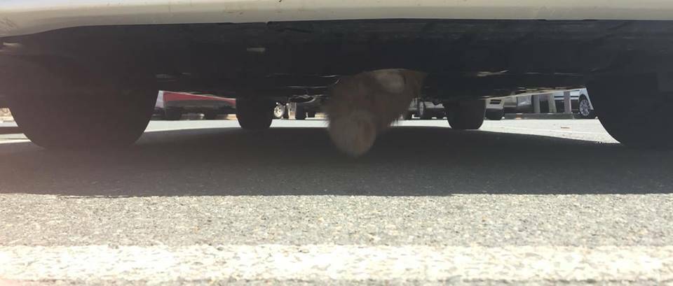 The poor cat trapped under the car at Westfield Woden on Thursday. It's not sure if it was emulating the Robert De Niro character in Cape Fear and hitching a ride. Or just got stuck. Photo: Facebook