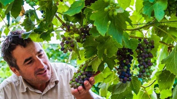 Mount Majura Vinyard viticulturist Leo Quirk observes how the weather has affected this season's grape harvest.  Photo: Elesa Kurtz
