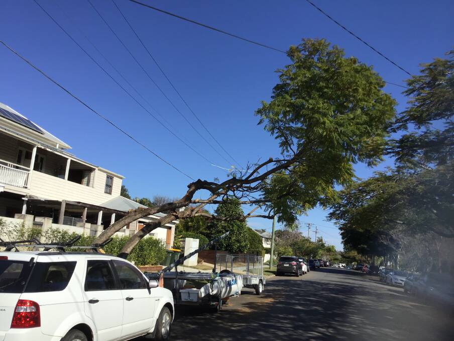 A tree on Jackson Street, Clayfield, after being cut back by Energex contractors. Photo: Brisbane City Council