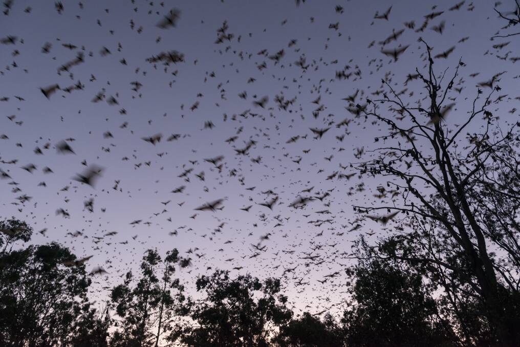 Bat colony on the move. Photo: Shutterstock