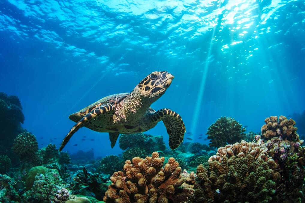 In one experiment, participants were more likely to believe the claim "all turtles are deaf" if it was accompanied by a photo. Photo: Shutterstock