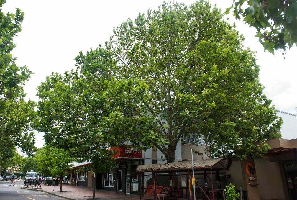 The large London Plane tree on Franklin Street, Griffith, at the Manuka Shops, is at the centre of a legal stoush that has prompted proosed reforms to the Tree Protection Act. Photo: Elesa Kurtz