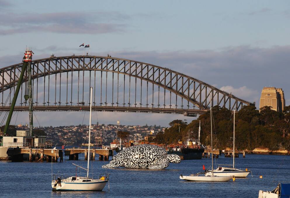 Alphie... on the Sydney Harbour.  Photo: Don Arnold