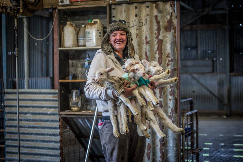 Yass farmer Rachel Allen rugs up her day old lambs in hand-knitted jumpers to help them survive the winter during the drought.  Photo: Karleen Minney