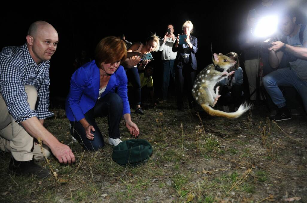 An eastern quoll upon its release in March last year. Photo: Melissa Adams MLA