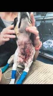 Vet Dr Judith Ooi said the dogs were in "a very serious condition'' after the attack. Photo: Supplied