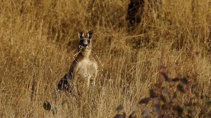 Kangaroos graze in Goorooyaroo Nature Reserve in Gungahlin. Photo: Casual CAS
