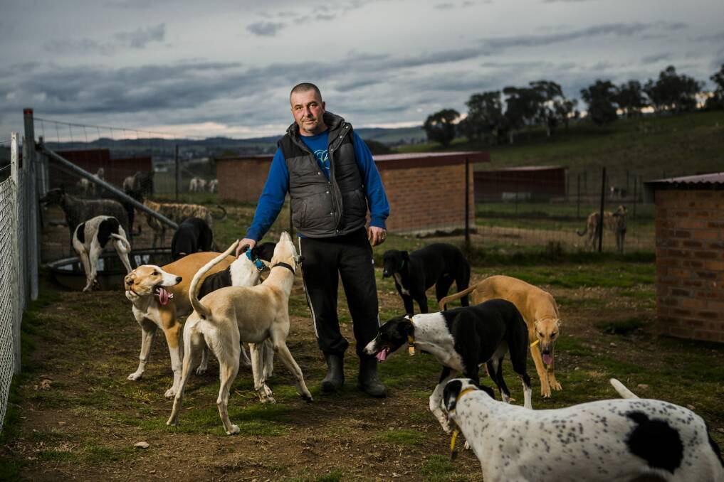 Veteran greyhound breeder and trainer Andy Lord with some of the 250 greyhounds at his Gunning property. 

 Photo: Jamila Toderas