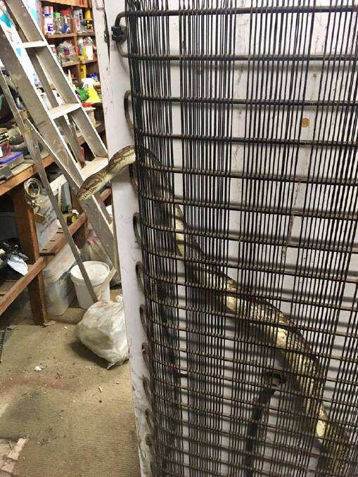 This python was found seeking heat behind a fridge in a Queanbeyan garage. Photo: Gavin Smith