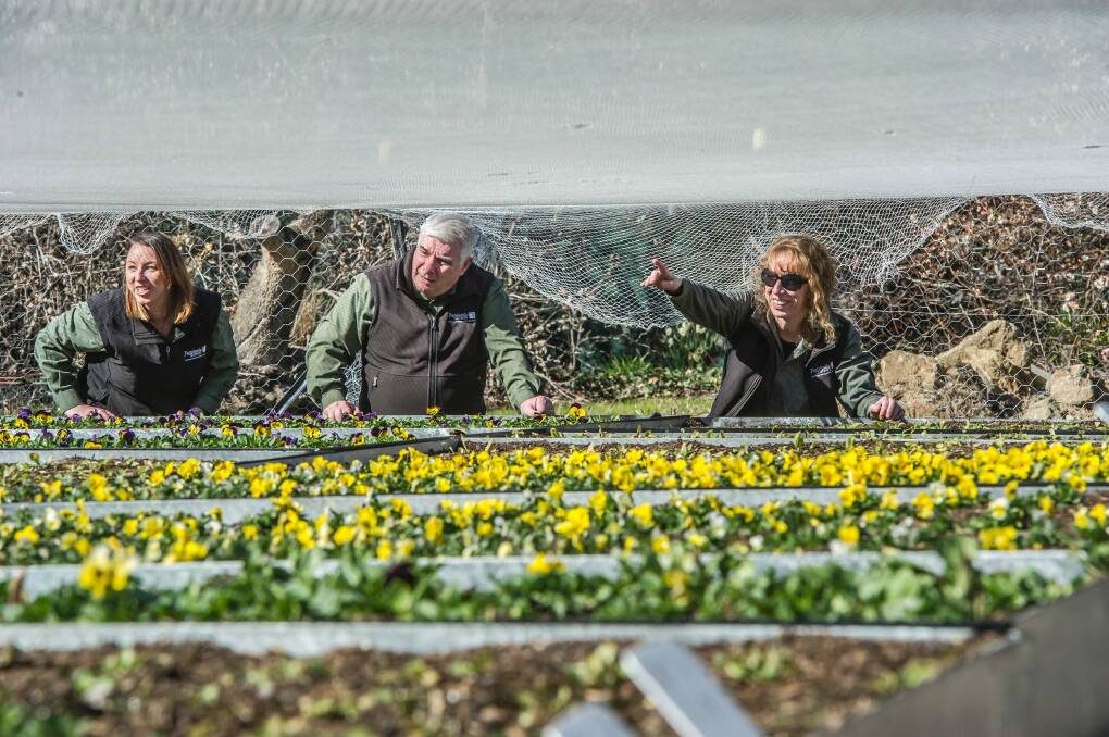 Flower beds for the 2016 Floriade are being grown off-site at the Yarralumla nursery for later drop in at Commonwealth Park. Yarralumla nursery horticulturalists (from left) Natasha Daniel and Farley Haywar at work on the annuals. Photo: Karleen Minney
