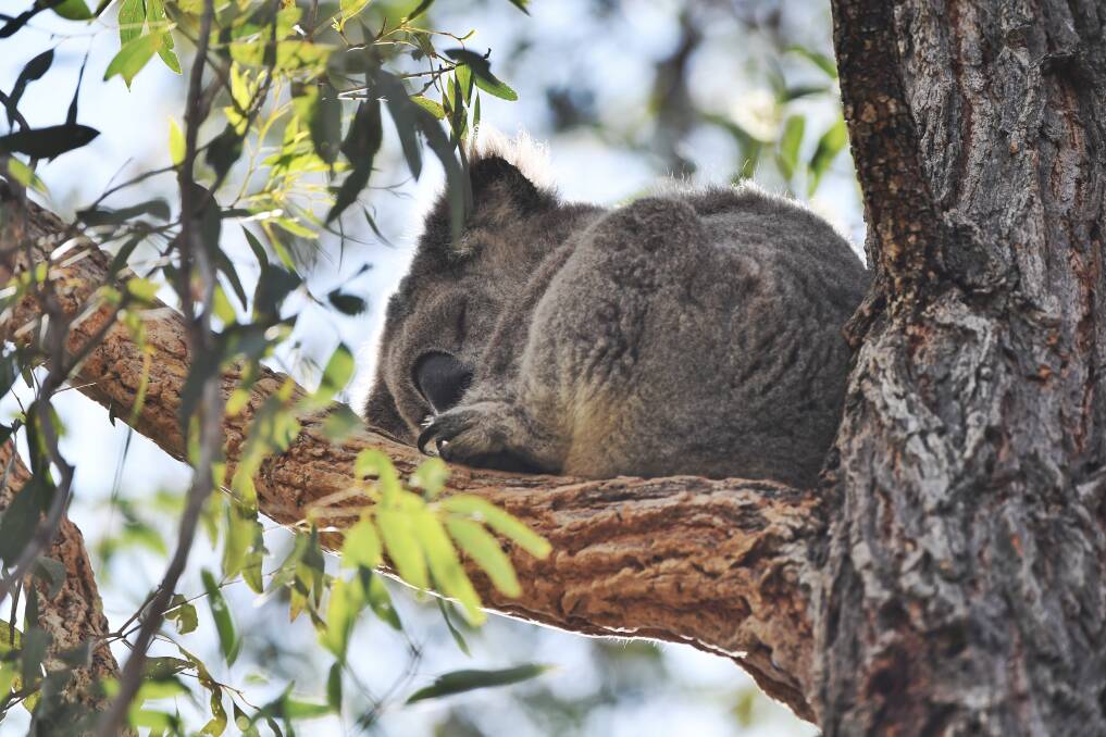 Koala numbers are dropping throughout Australia as urban development clears land including critical koala habitat. Photo: Supplied