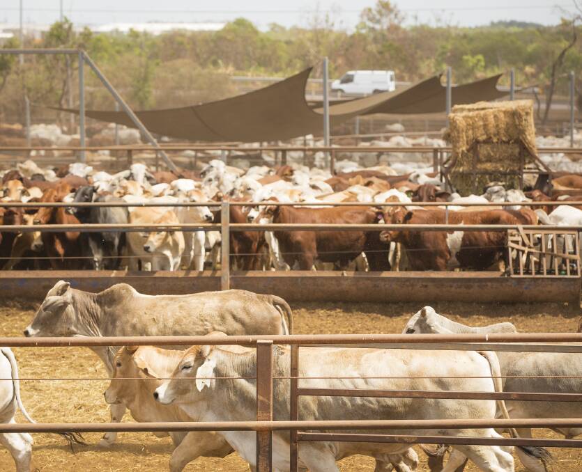 Cattle bound for live export at an yard south of Darwin after the Indonesian government issued another 50,000 permits for live cattle out of Northern Australia last year. Photo: Glenn Campbell