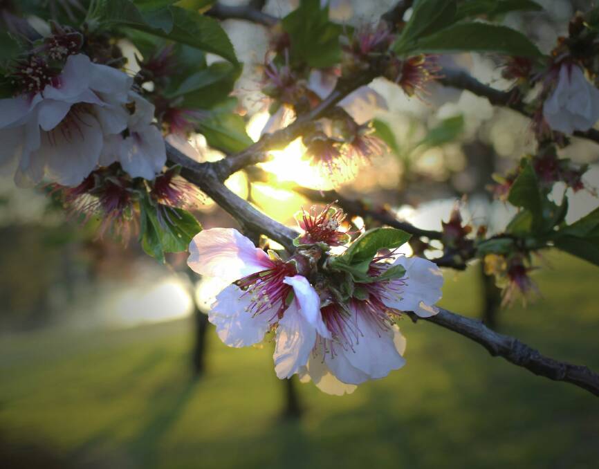 Spring at Lennox Gardens. Photo: Paul Cross