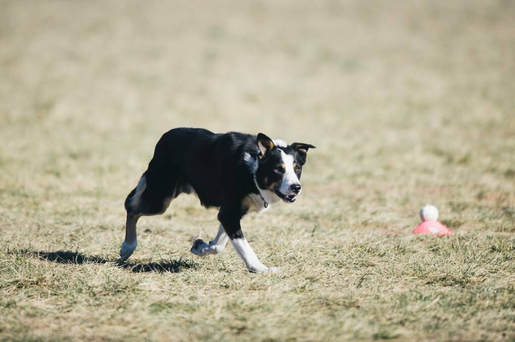 Tom the three-legged dog in action during the trials.  Photo: Rohan Thomson