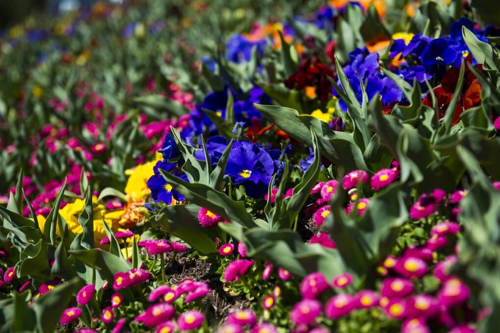 Floriade opens to the public on Saturday, celebrating all the colour and life of spring. Photo: Dion Georgopoulos