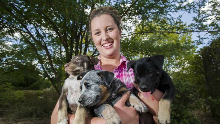 22 year old dog breeder, Ty Drury with some of her kelpie cross, cattle dog, and pure cattle dog puppies at her home in Gundaroo. Photo: Rohan Thomson