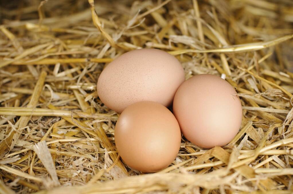 Always helpful : Hens will eat the gone-to-seed veg  and lay eggs.