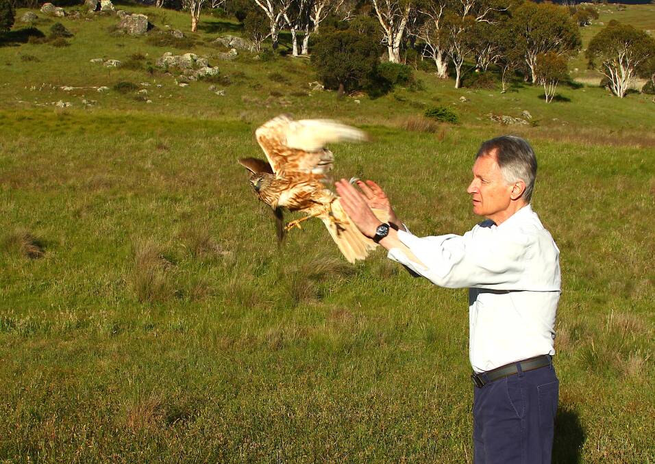 Jerry Olsen, from the University of Canberra's Institute for Applied Ecology, releases Harry the swamp harrier after the bird was fitted with a satellite tracking device.  Photo: Susan Trost