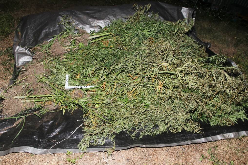 The cannabis crop was estimated to be worth more than $3 million. Photo: Queensland Police Media
