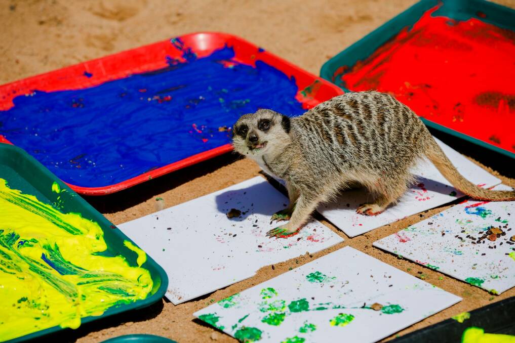 The zoo's popular meerkats will create some of the featured works. Photo: Jamila Toderas