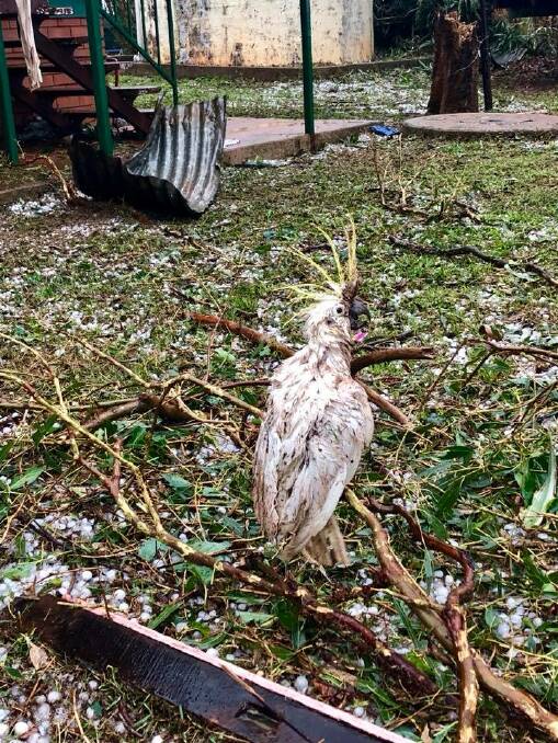  Coolabunia farmer Damien Tessman spotted this poor cockatoo, now named Lazarus, as he assessed the damage to his property. Photo: Damien Tessmann