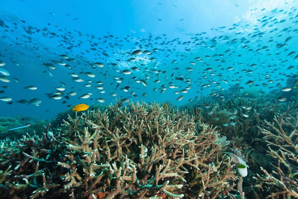 A reef of staghorn coral. Photo: ifish